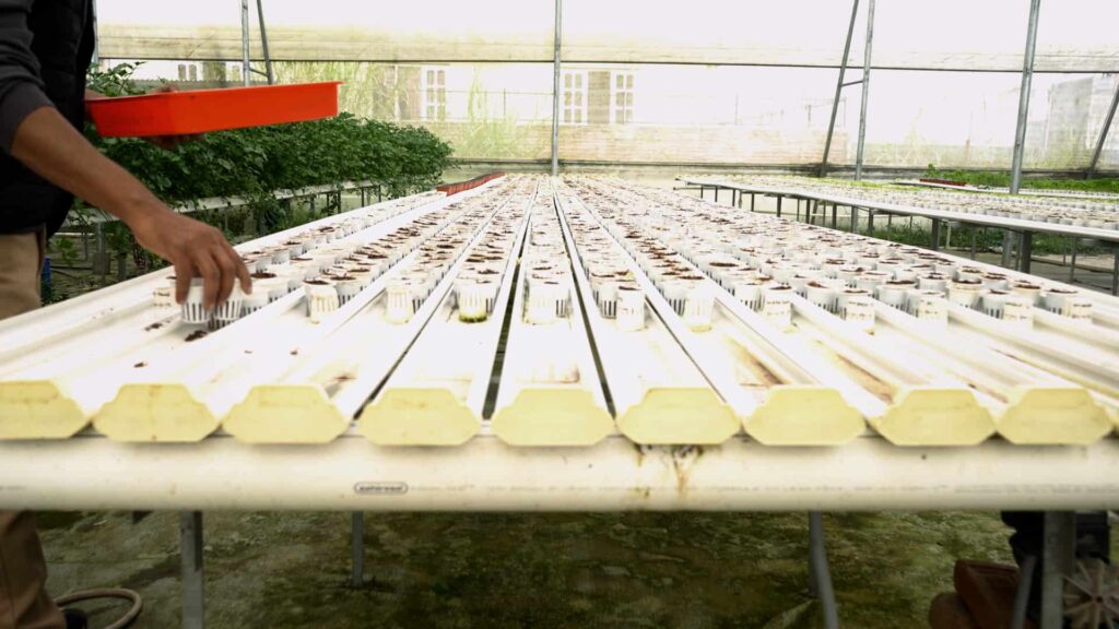 Opfordring fra TrueFarms: Alle kan dyrke hydroponisk