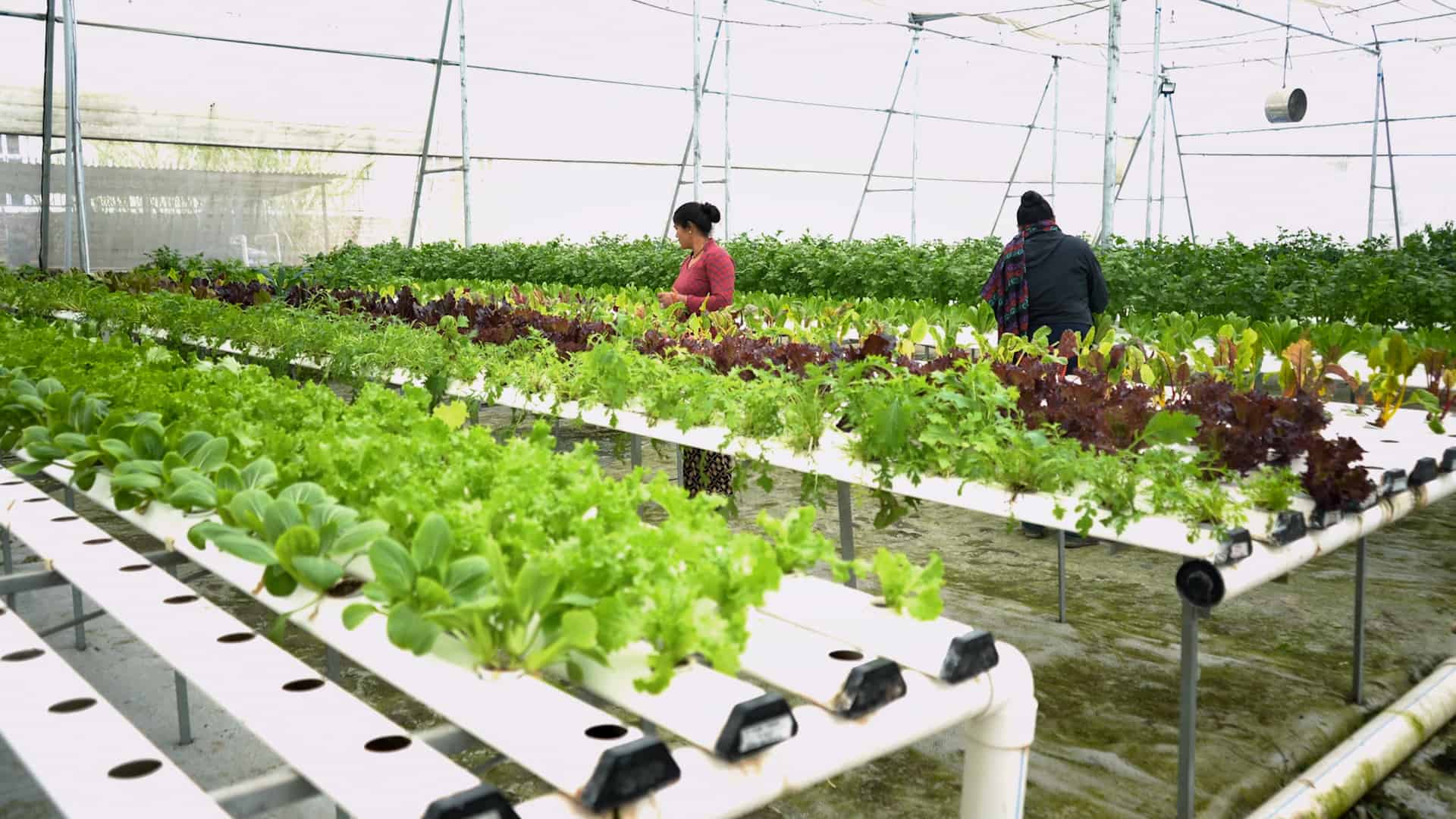 Plantedyrkelse uden brug af jord - Indblik fra Kathmandu